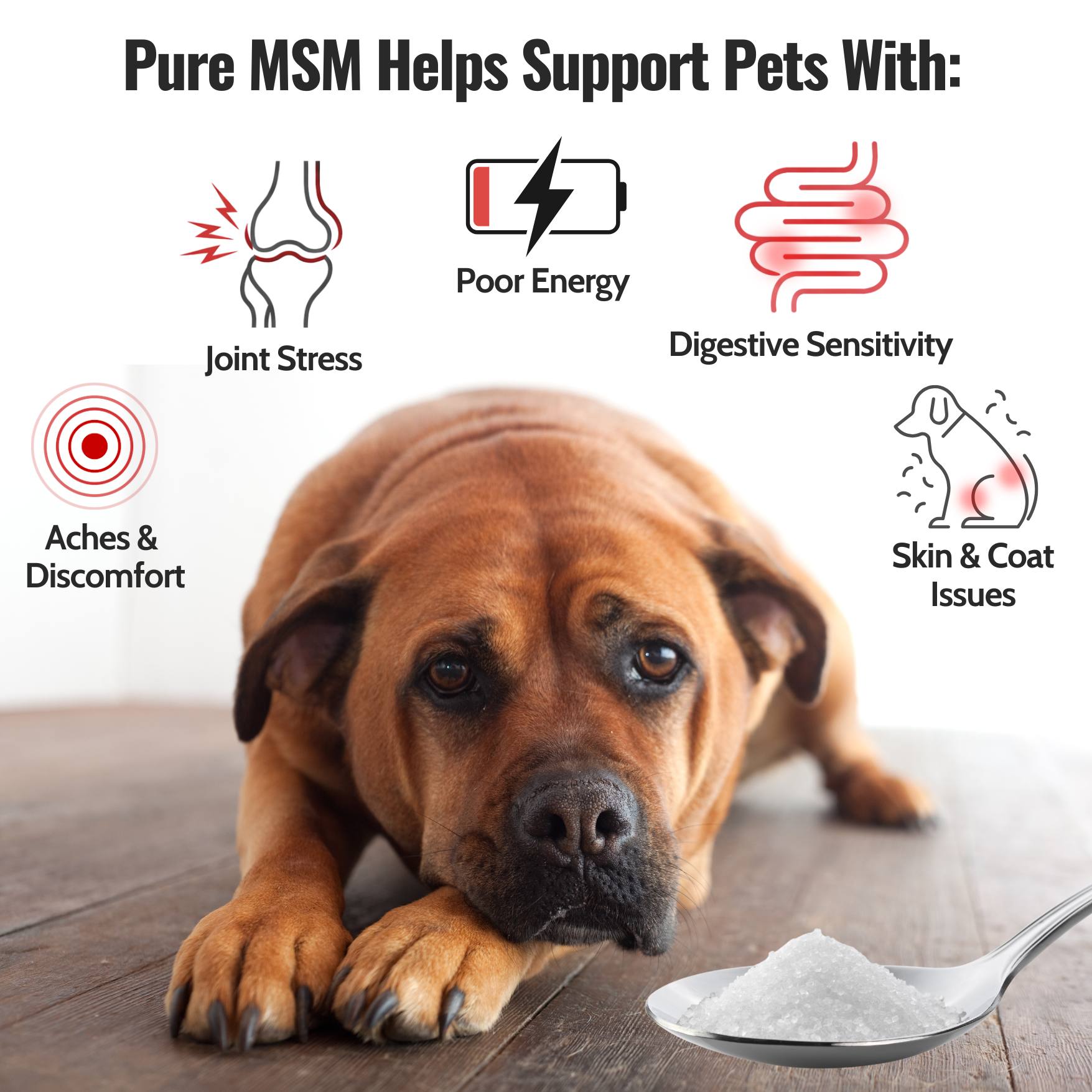 How Pure MSM Can Help With Common Dog Issues